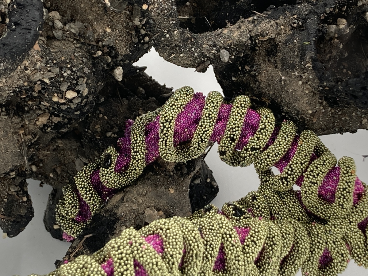 Leadglance, detail, 2022: stoneware, silicone, glass, acrylic resin, stainless steel wire, pva, acrylic paint, dirt and rocks from the big river management area, RI, 20 inches x 10 inches x 7 inches